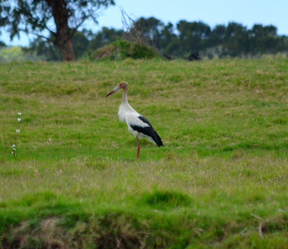 Maguari Stork - ML644667560