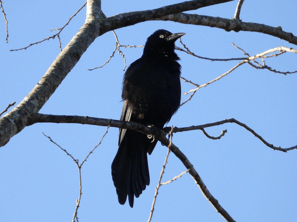 Quiscale bronzé - ML644667574