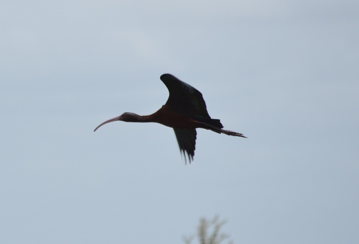 White-faced Ibis - ML644667577