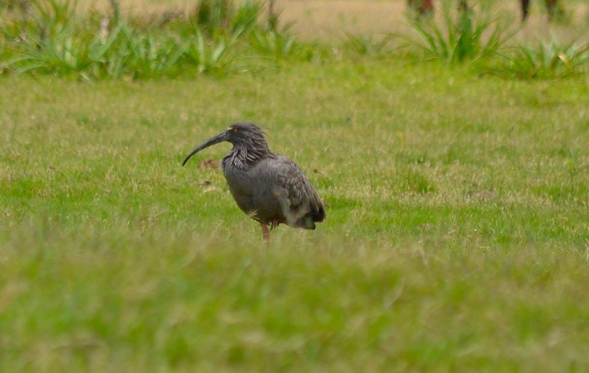 Plumbeous Ibis - ML644667582