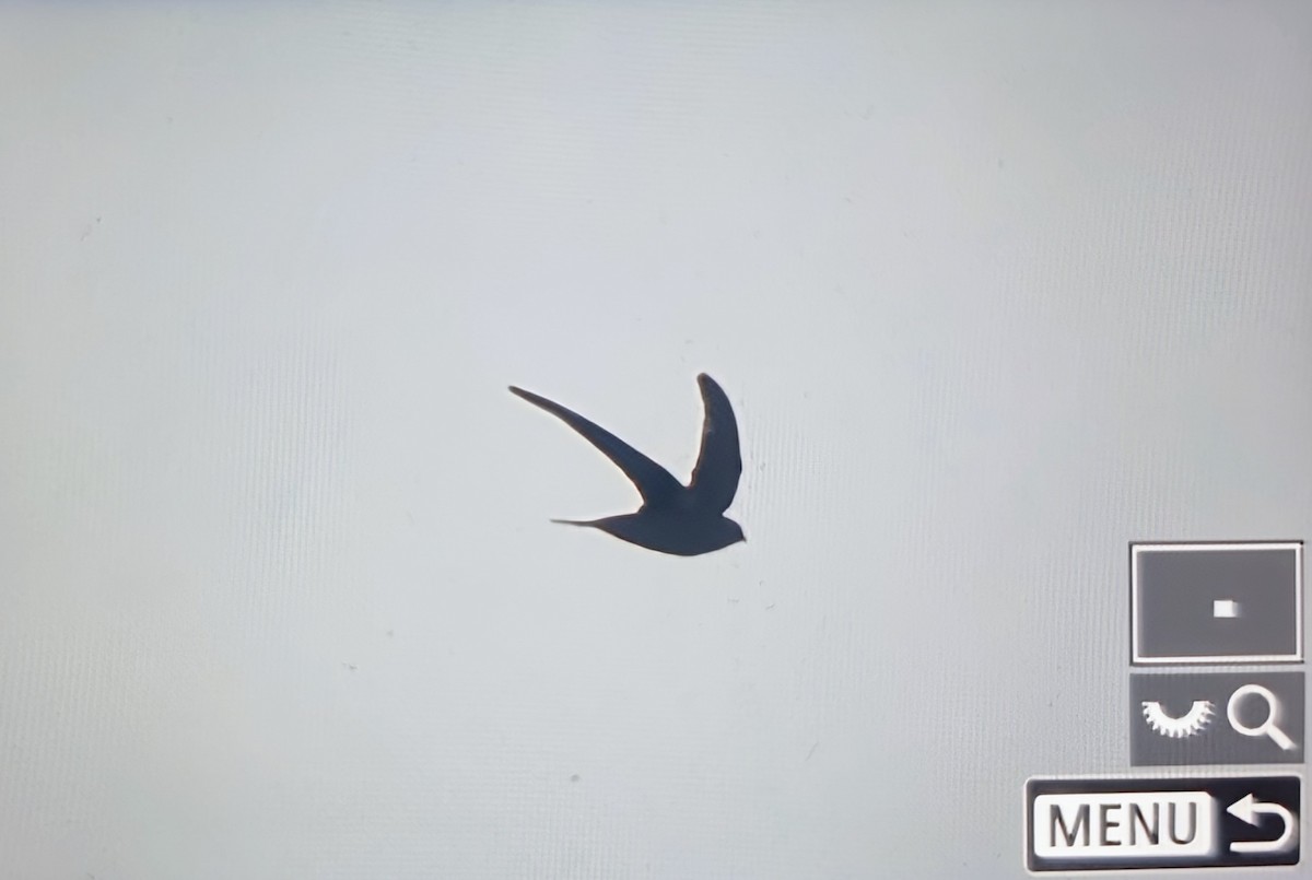 Серпокрилець чорний - ML644667587