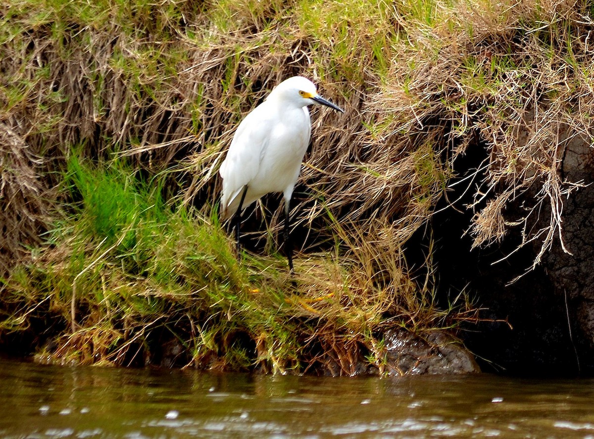 Snowy Egret - ML644667590