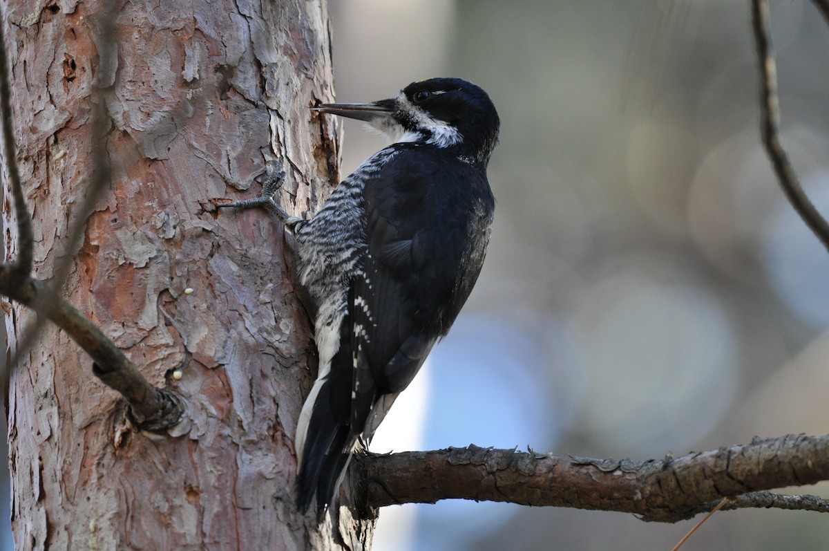 Black-backed Woodpecker - ML644667593