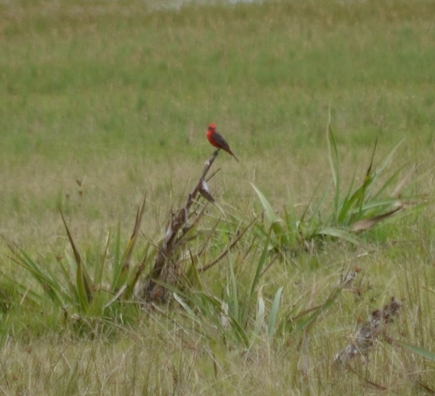 Vermilion Flycatcher - ML644667596