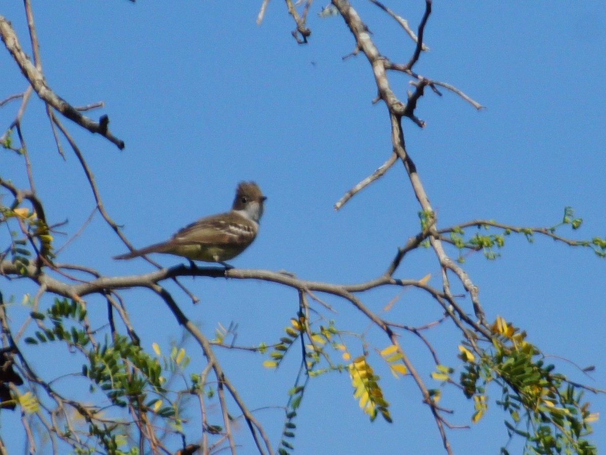 Graubrust-Olivtyrann - ML644667597