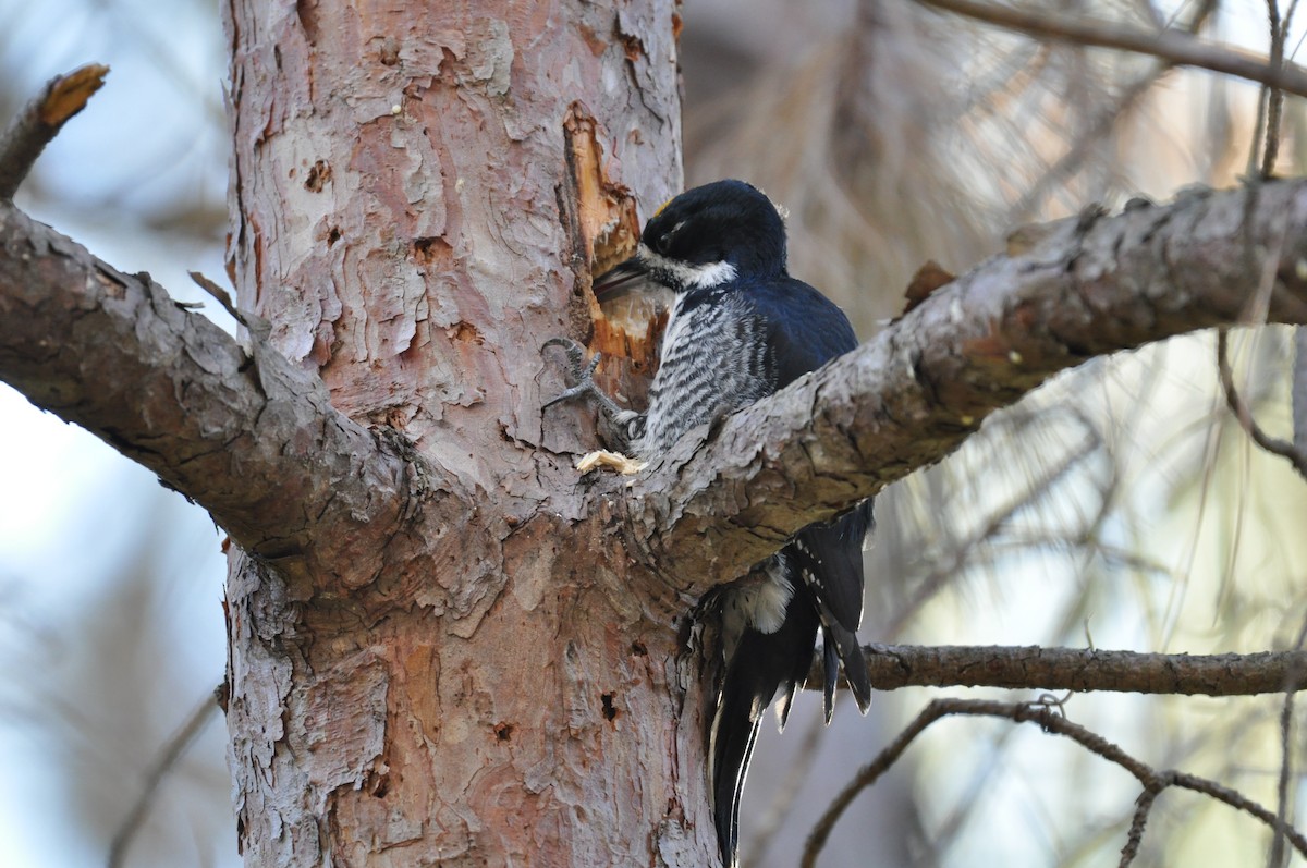 Black-backed Woodpecker - ML644667599