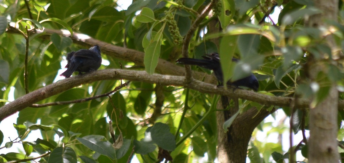 Diademed Tanager - ML644667604