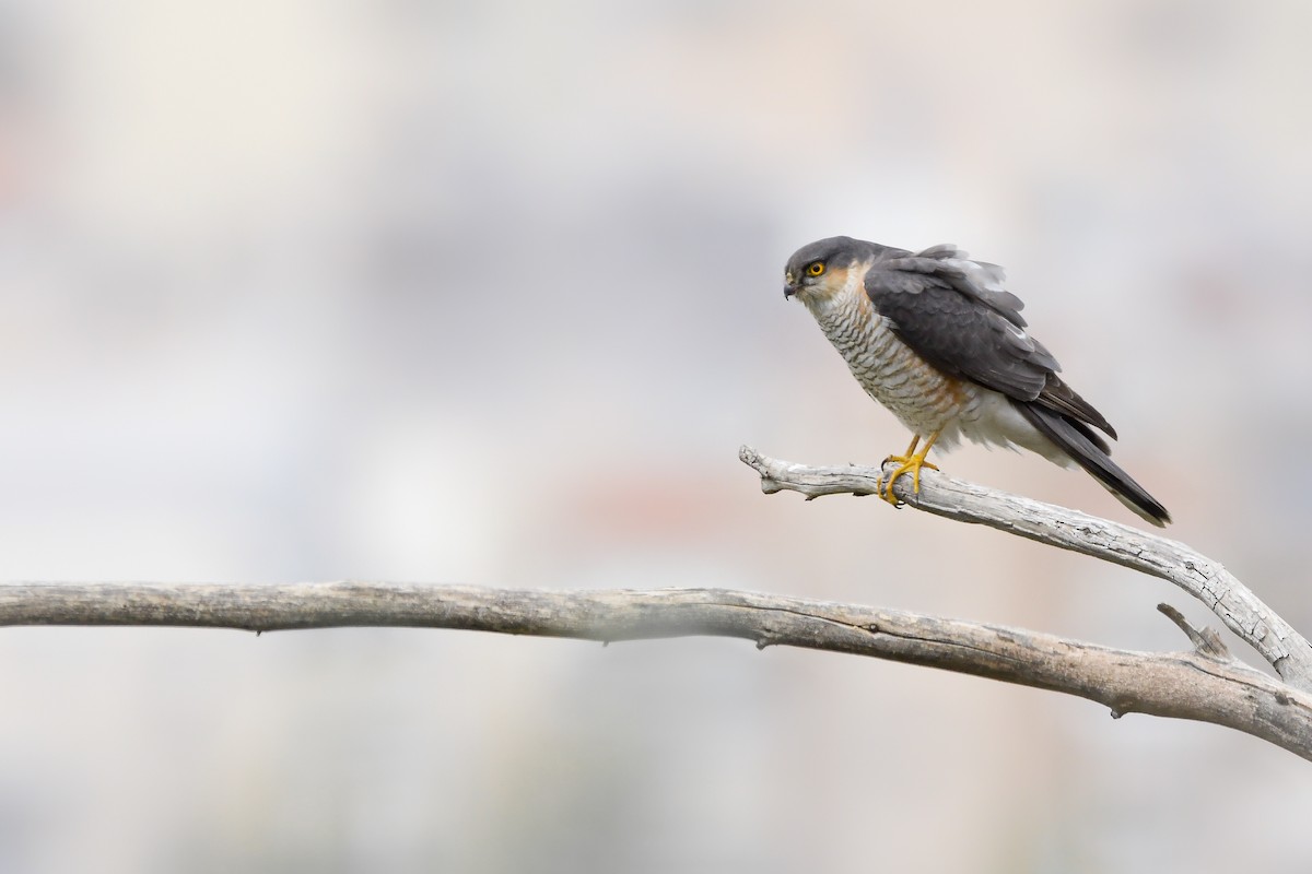 Atmaca - ML644667606