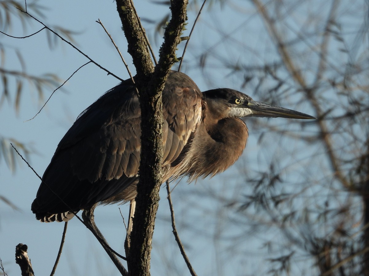 Grand Héron - ML644667607