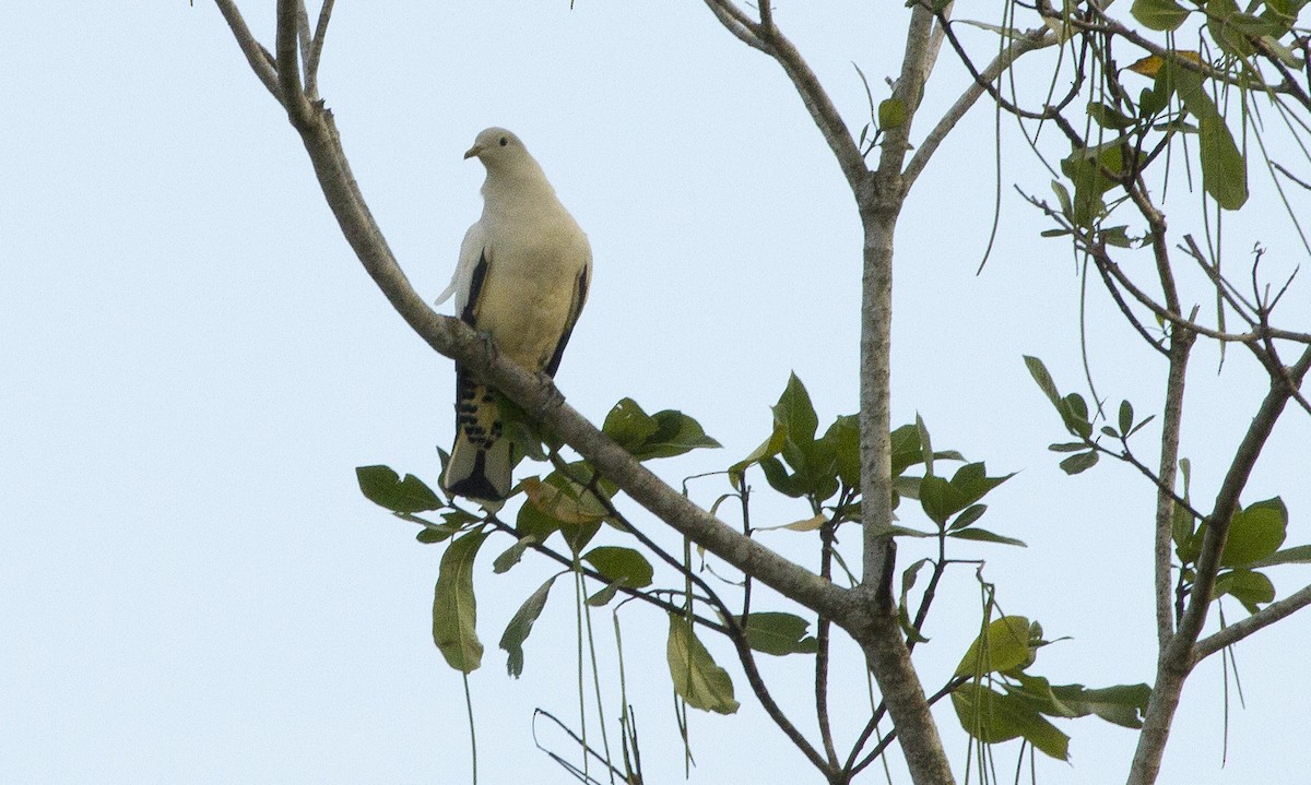 Torresian Imperial-Pigeon - ML644667612