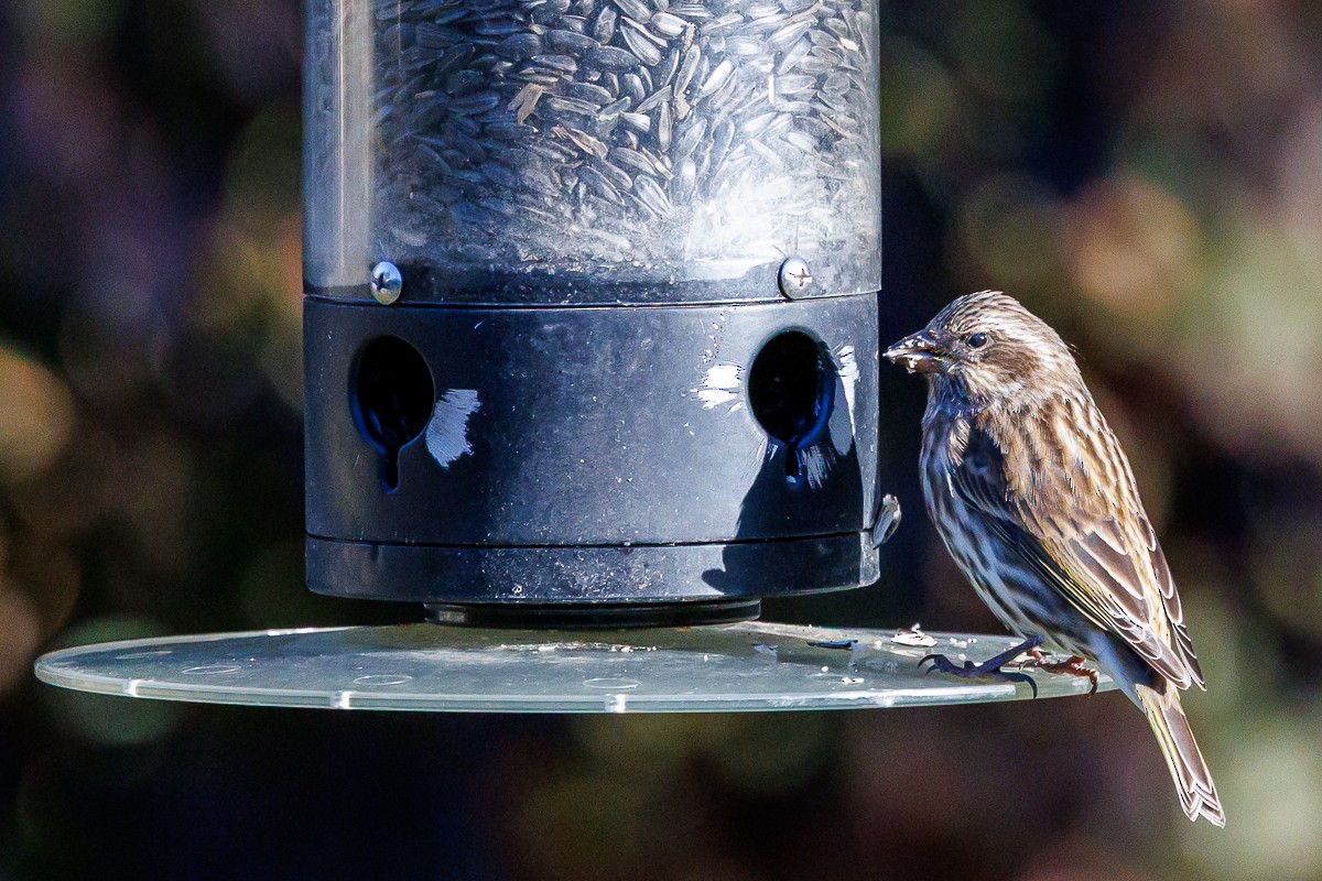 Purple Finch - ML644667618