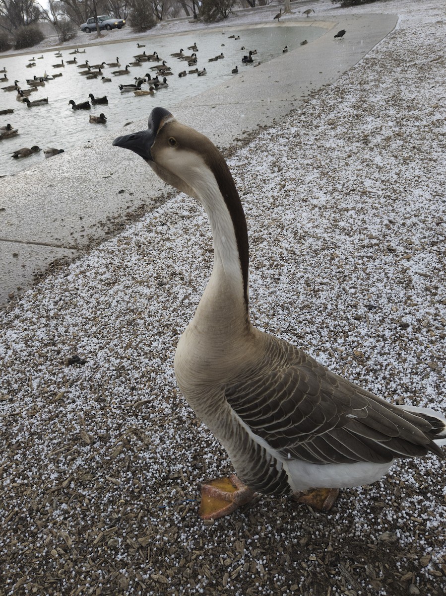 Хошуу галуу (гаршуулсан) - ML644667621