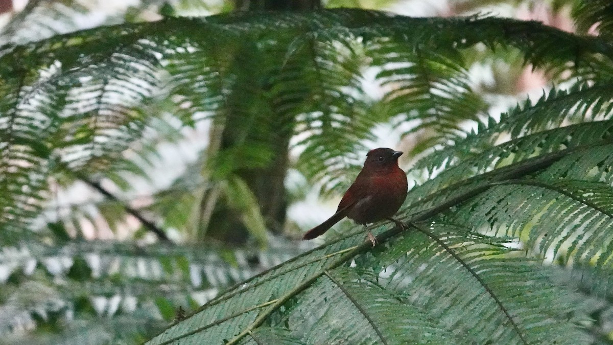 Red-crowned Ant-Tanager - ML644667624