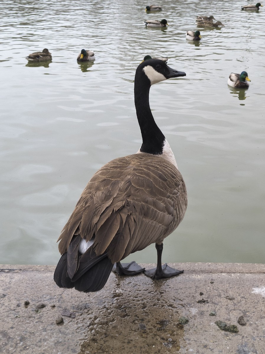 Canada Goose - ML644667626