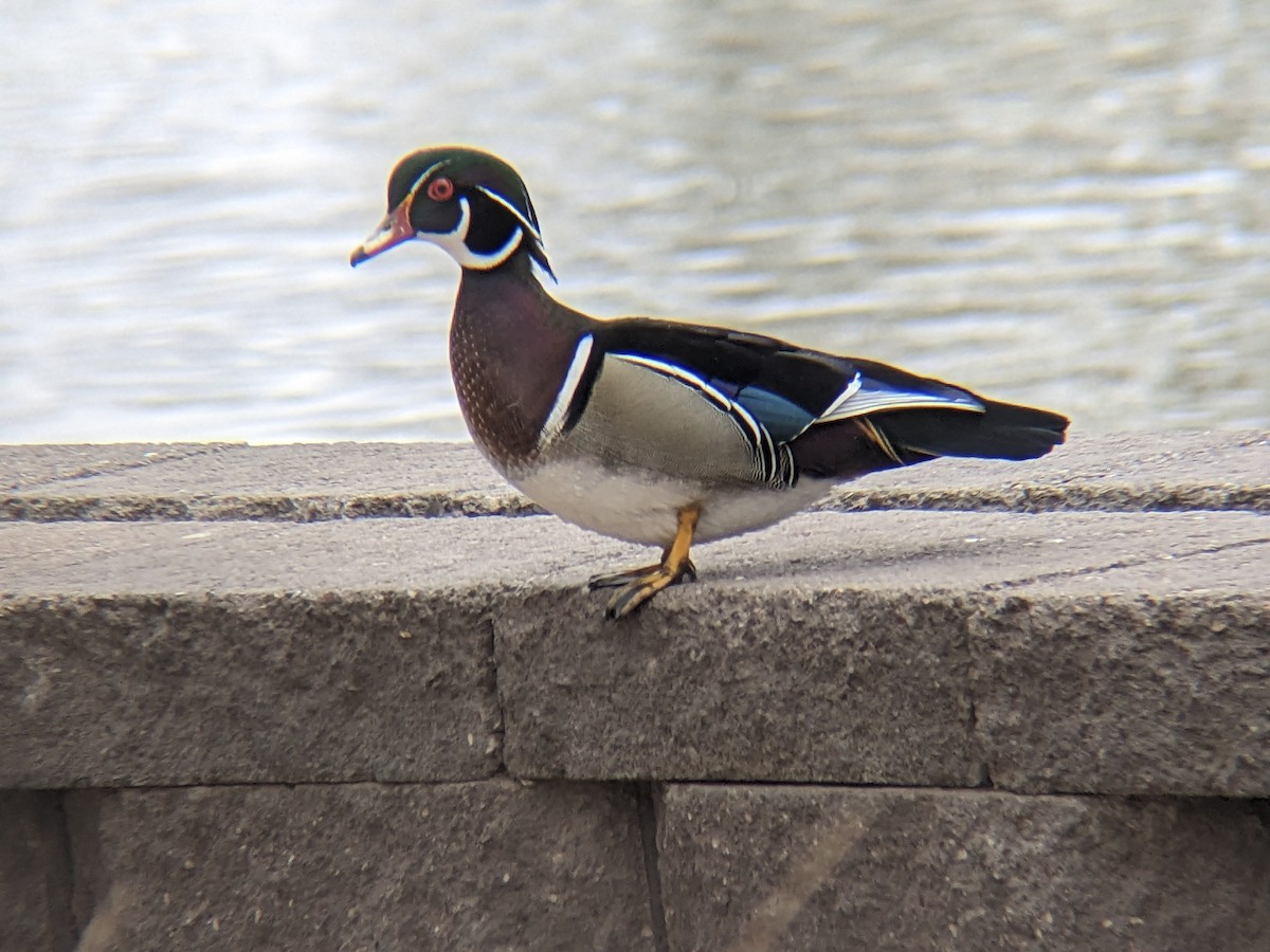 Wood Duck - ML644667637