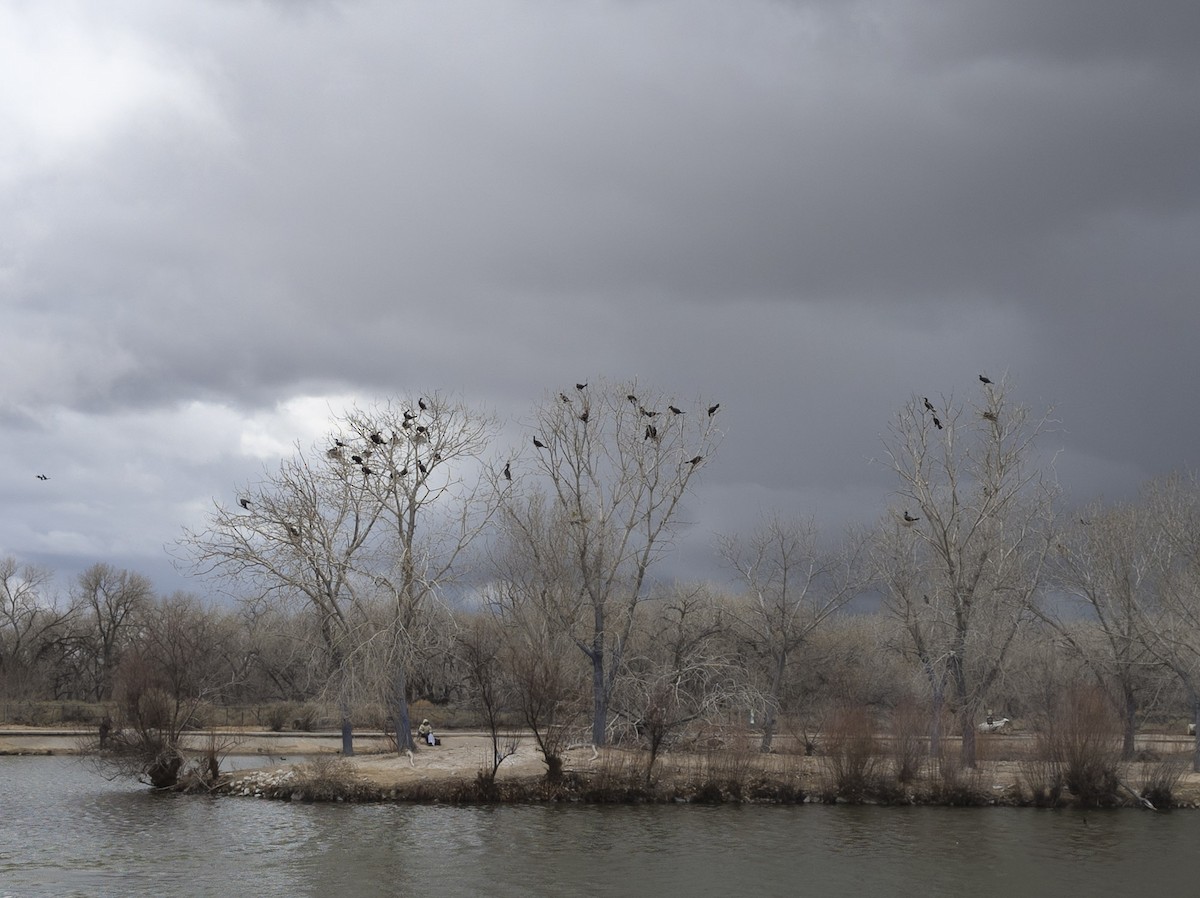 Neotropic Cormorant - ML644667644