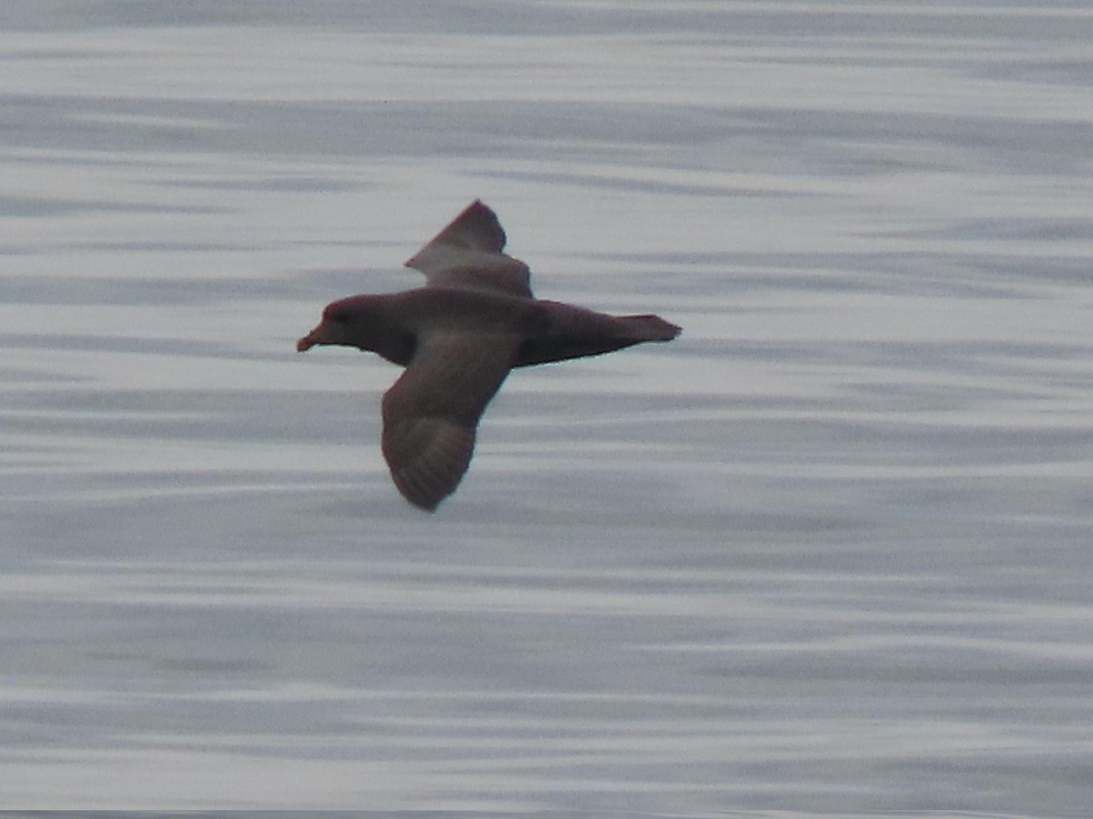 Глупыш - ML644667646