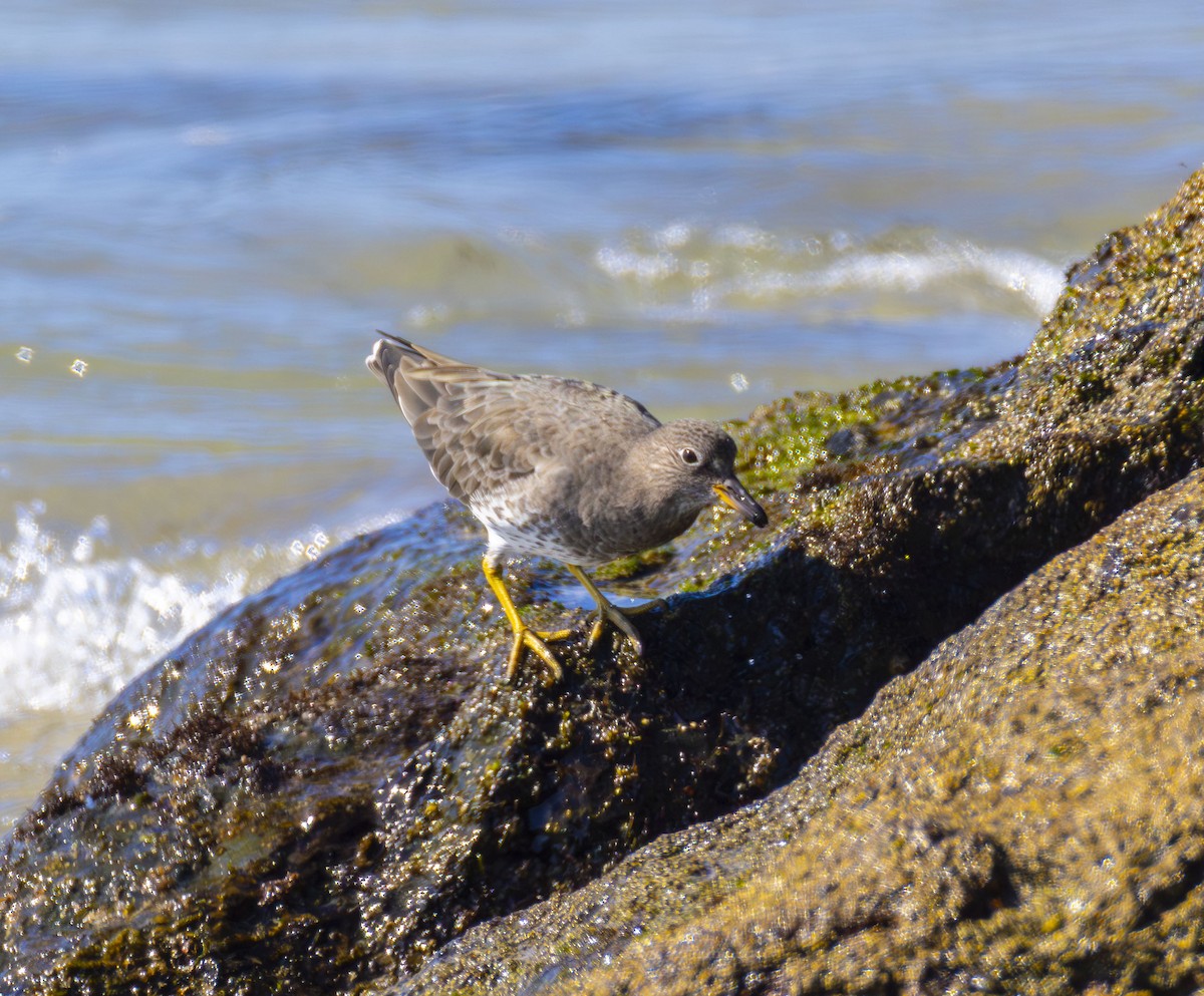 brottsnipe - ML644667653