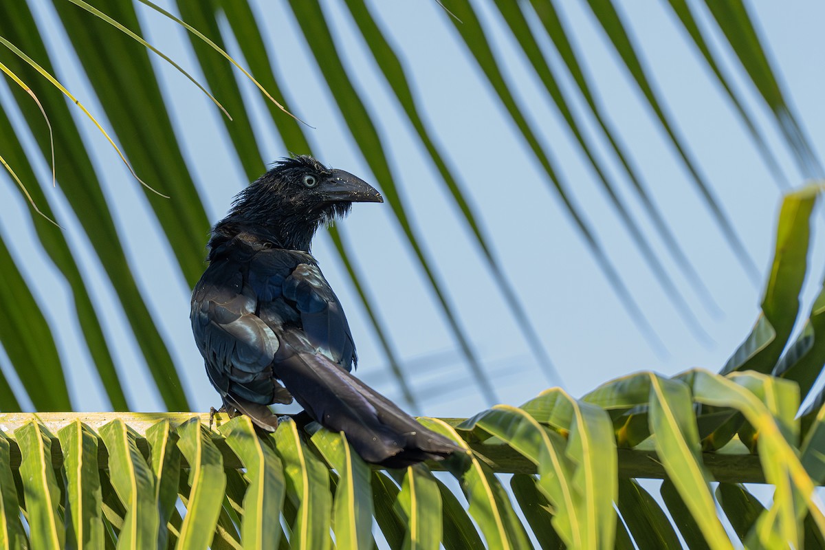 Ani des palétuviers - ML644667655