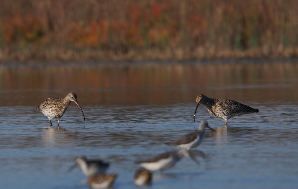 Морин тутгалжин - ML644667660