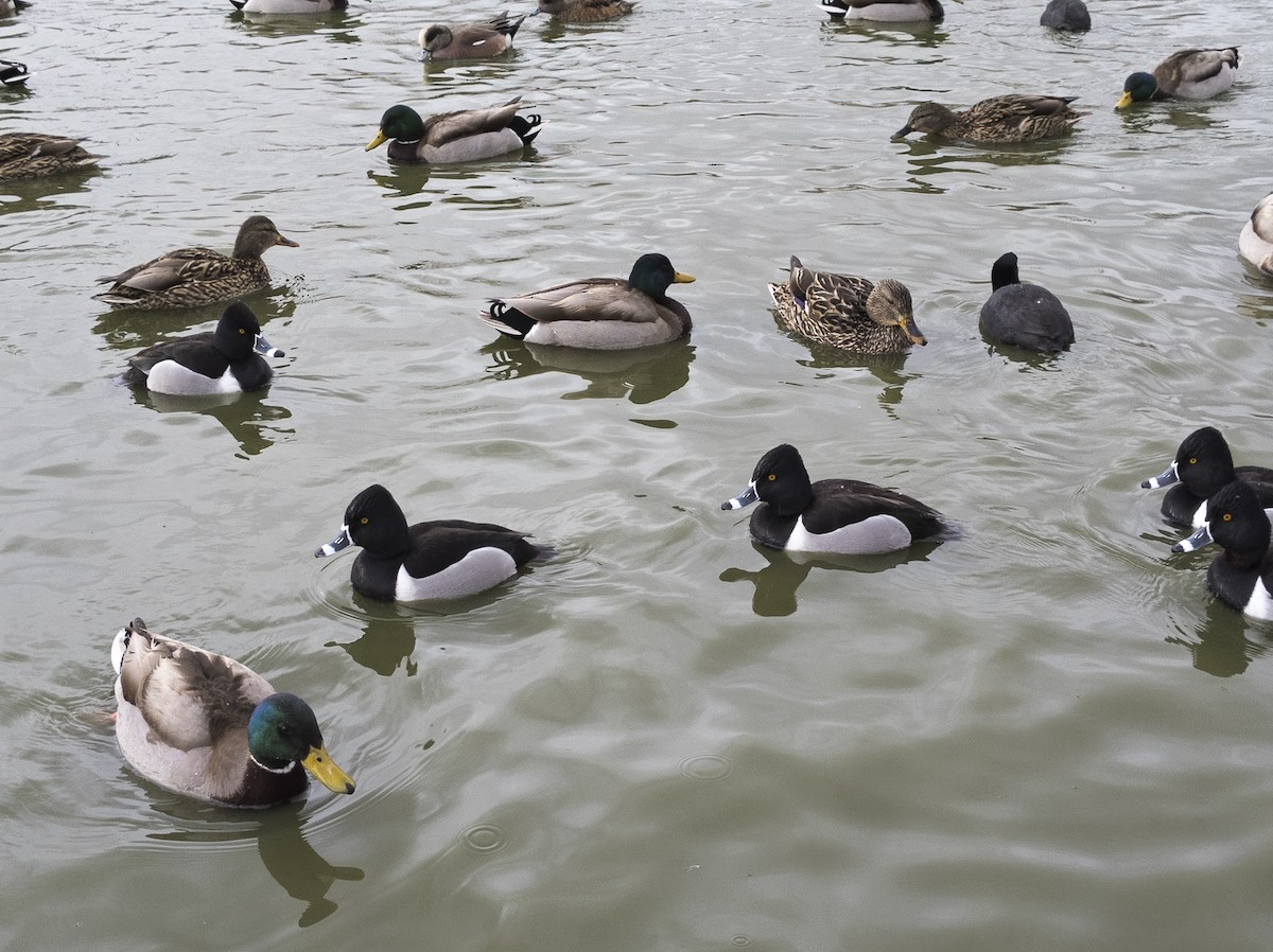 Ring-necked Duck - ML644667664