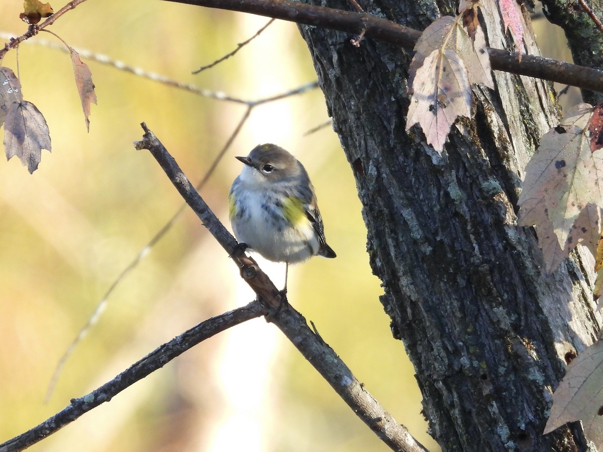 Paruline à croupion jaune - ML644667668