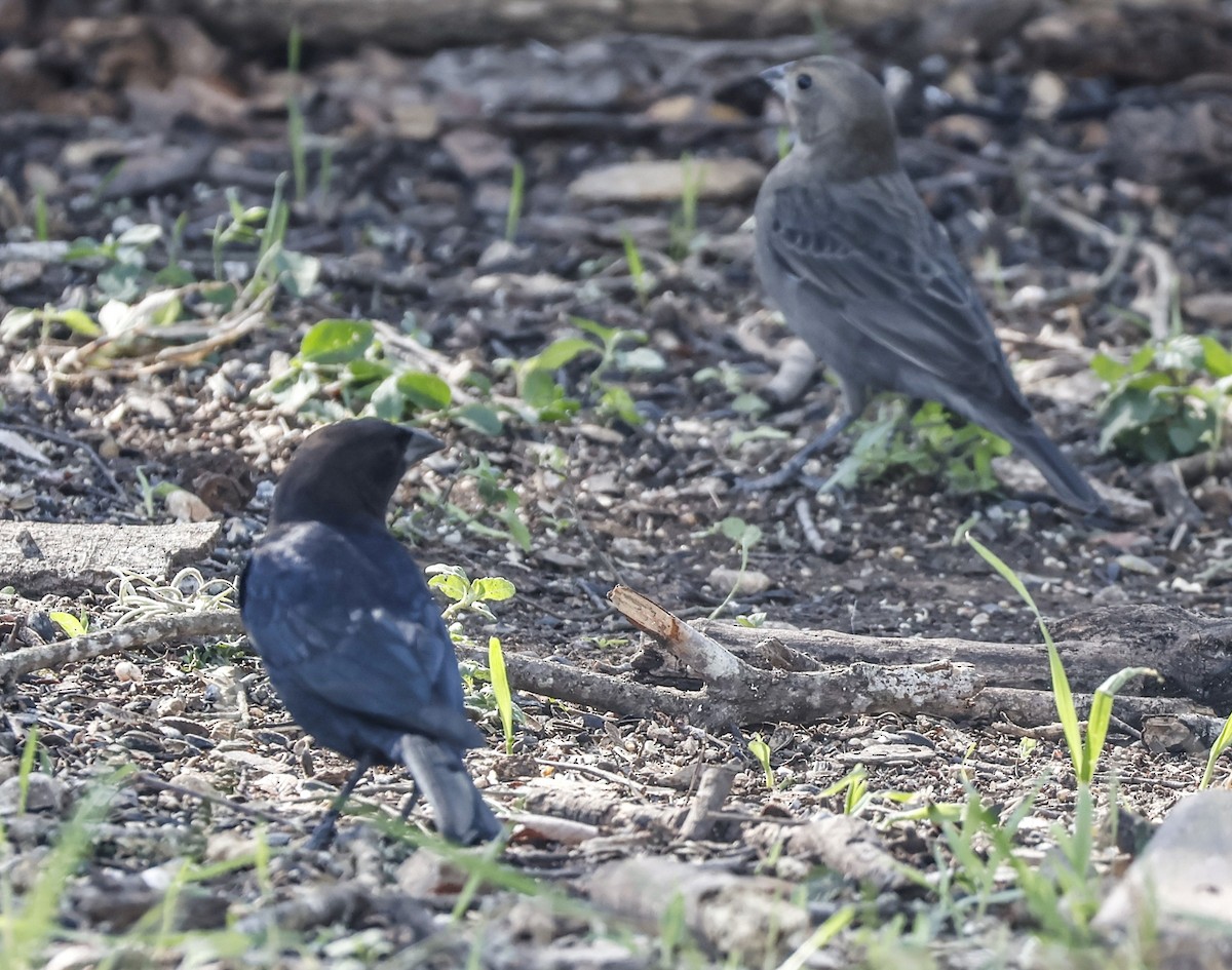 Braunkopf-Kuhstärling - ML644667683