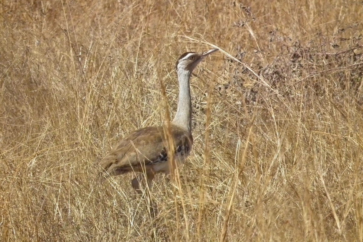 オーストラリアオオノガン - ML644667703