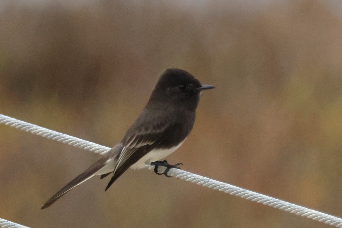 svartfibi - ML644667706