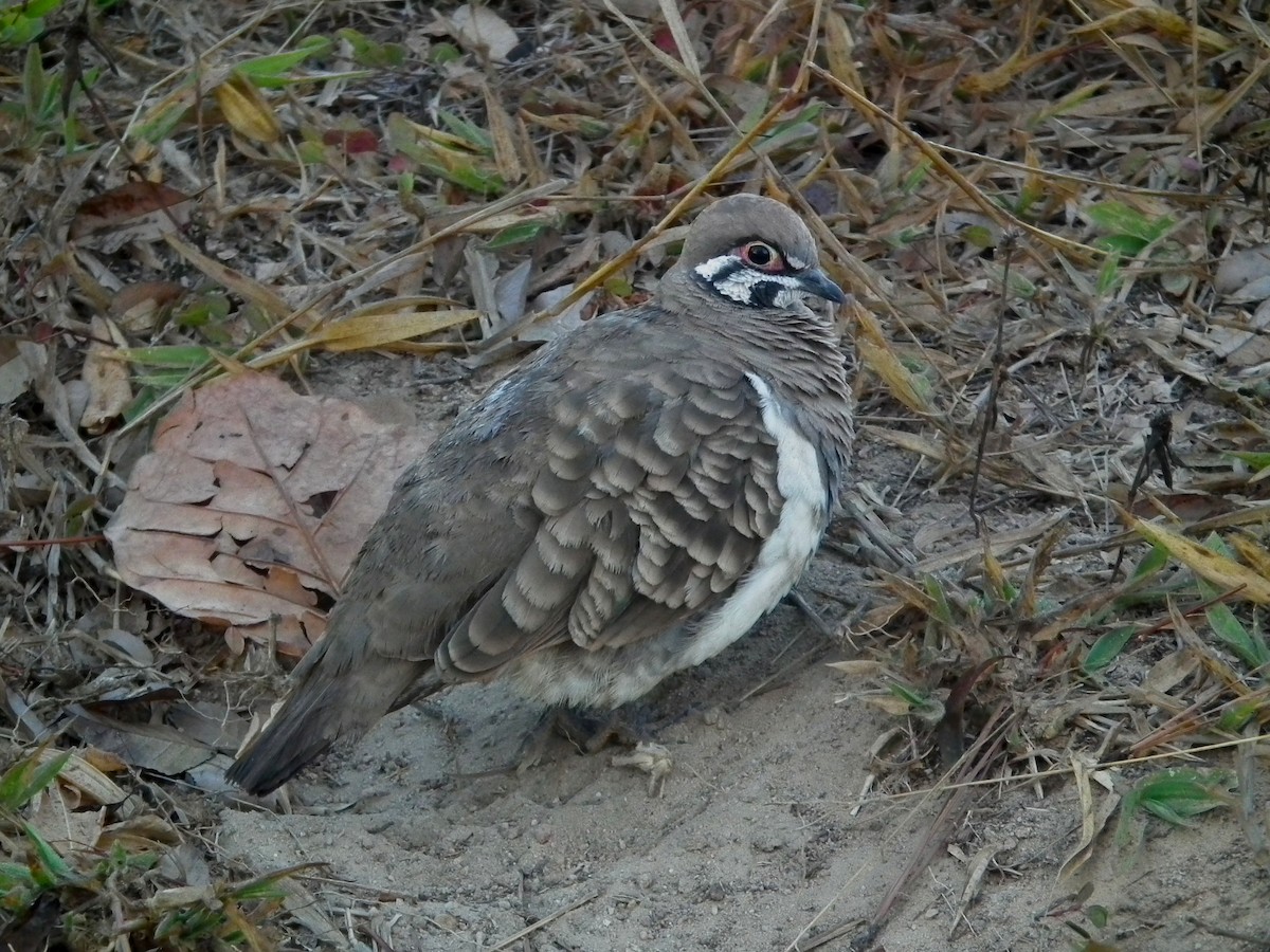 rypedue - ML644667712