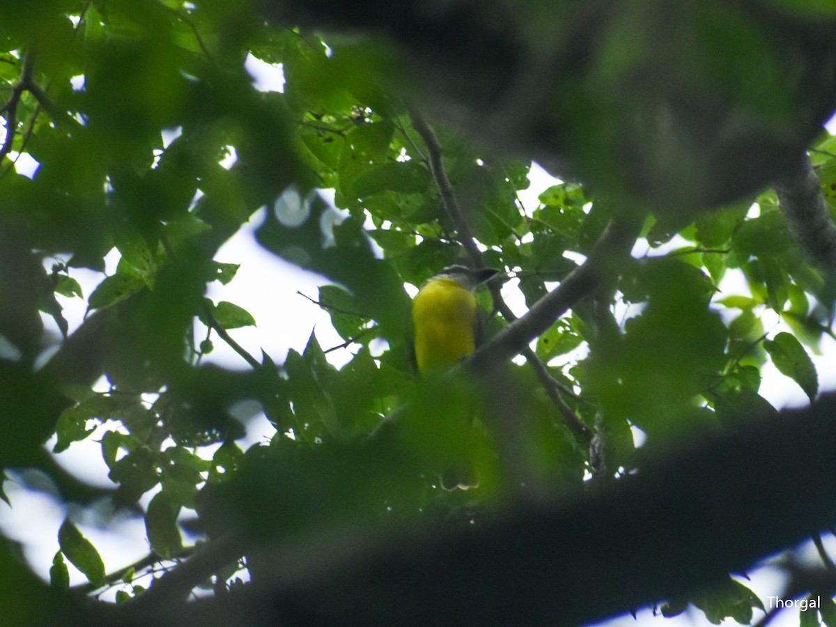 Boat-billed Flycatcher - ML644667727