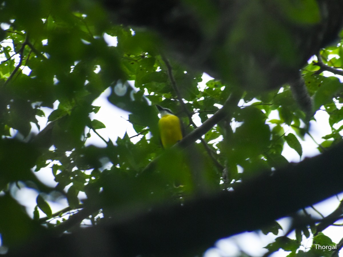 Boat-billed Flycatcher - ML644667728