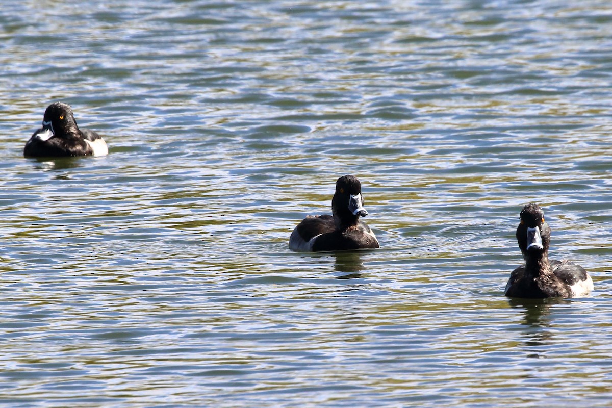 Ring-necked Duck - ML644667732