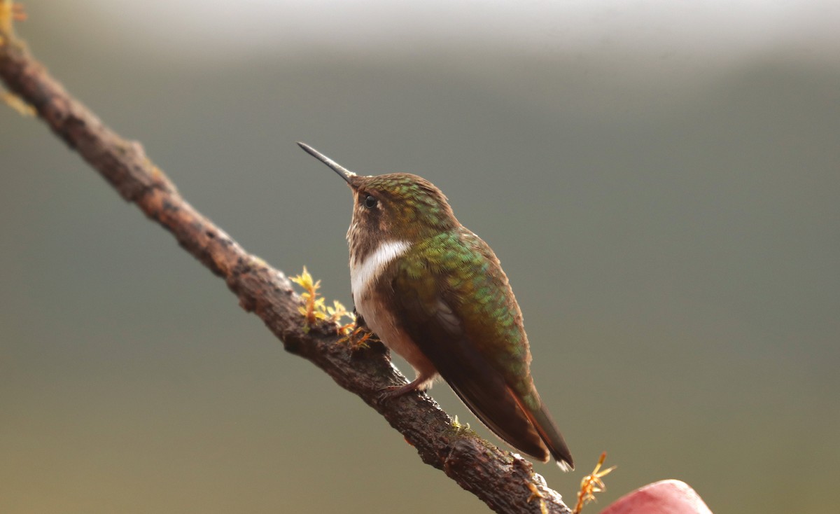 Volcano Hummingbird - ML644667734