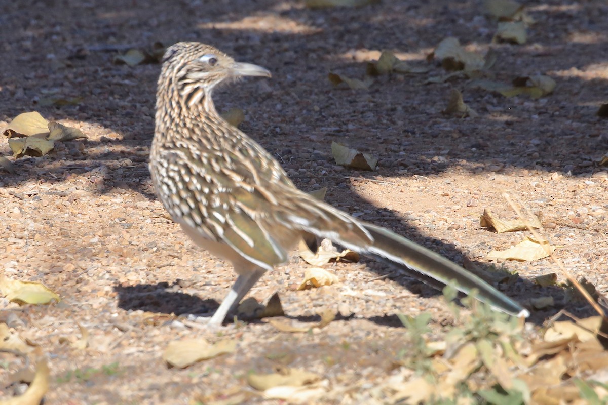 Greater Roadrunner - ML644667748