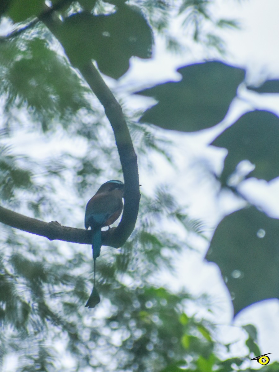 Turquoise-browed Motmot - ML644667757