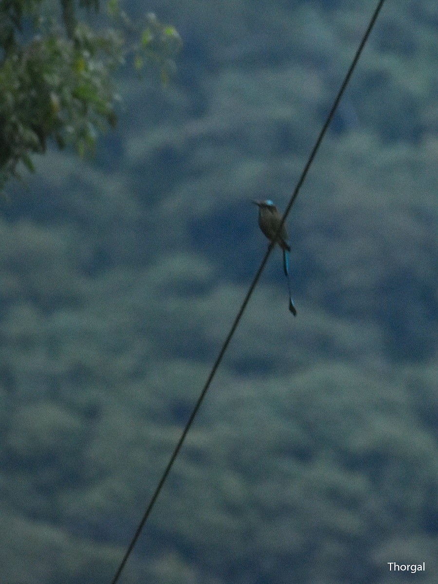 Turquoise-browed Motmot - ML644667758