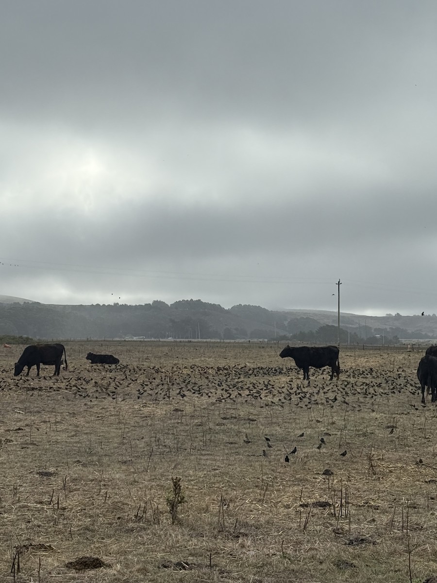 Tricolored Blackbird - ML644667761