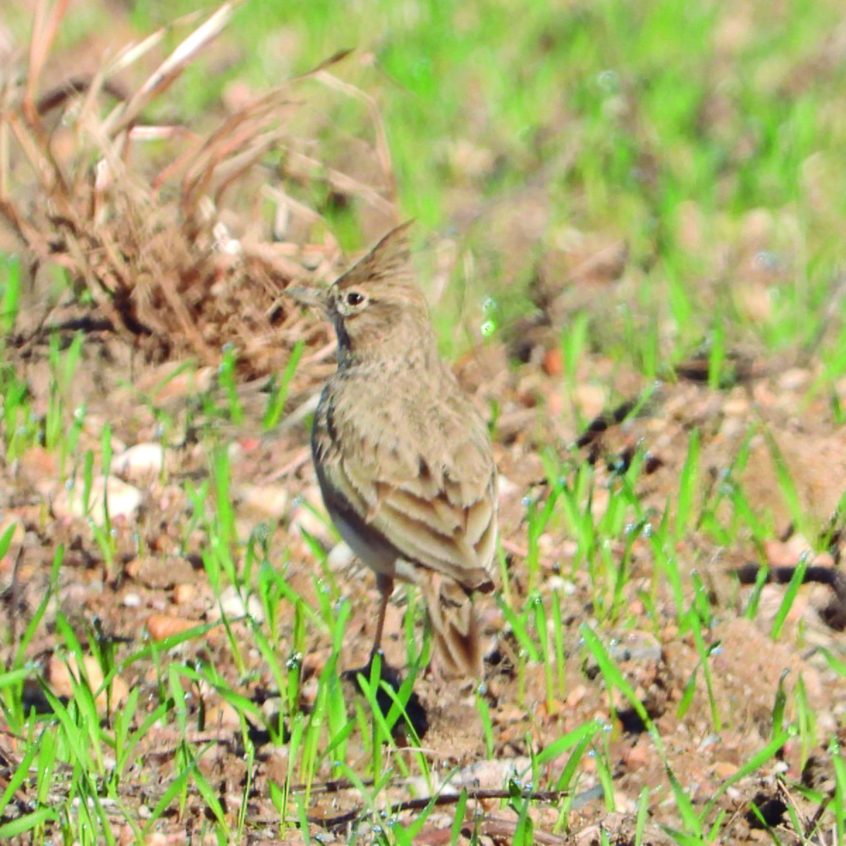 Согсоот болжмор - ML644667775