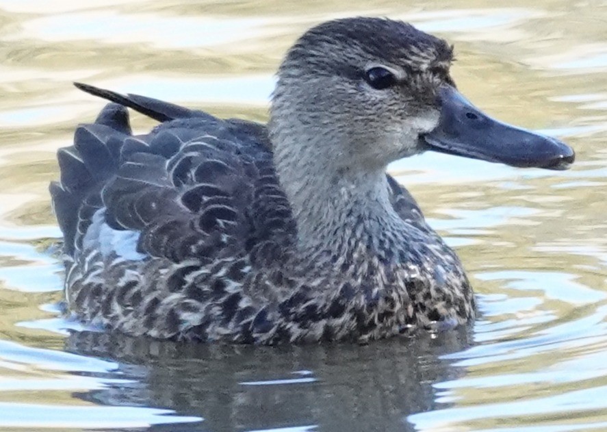 Blue-winged Teal - ML644667776