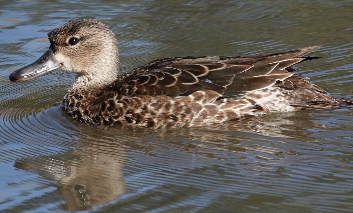 Blue-winged Teal - ML644667777