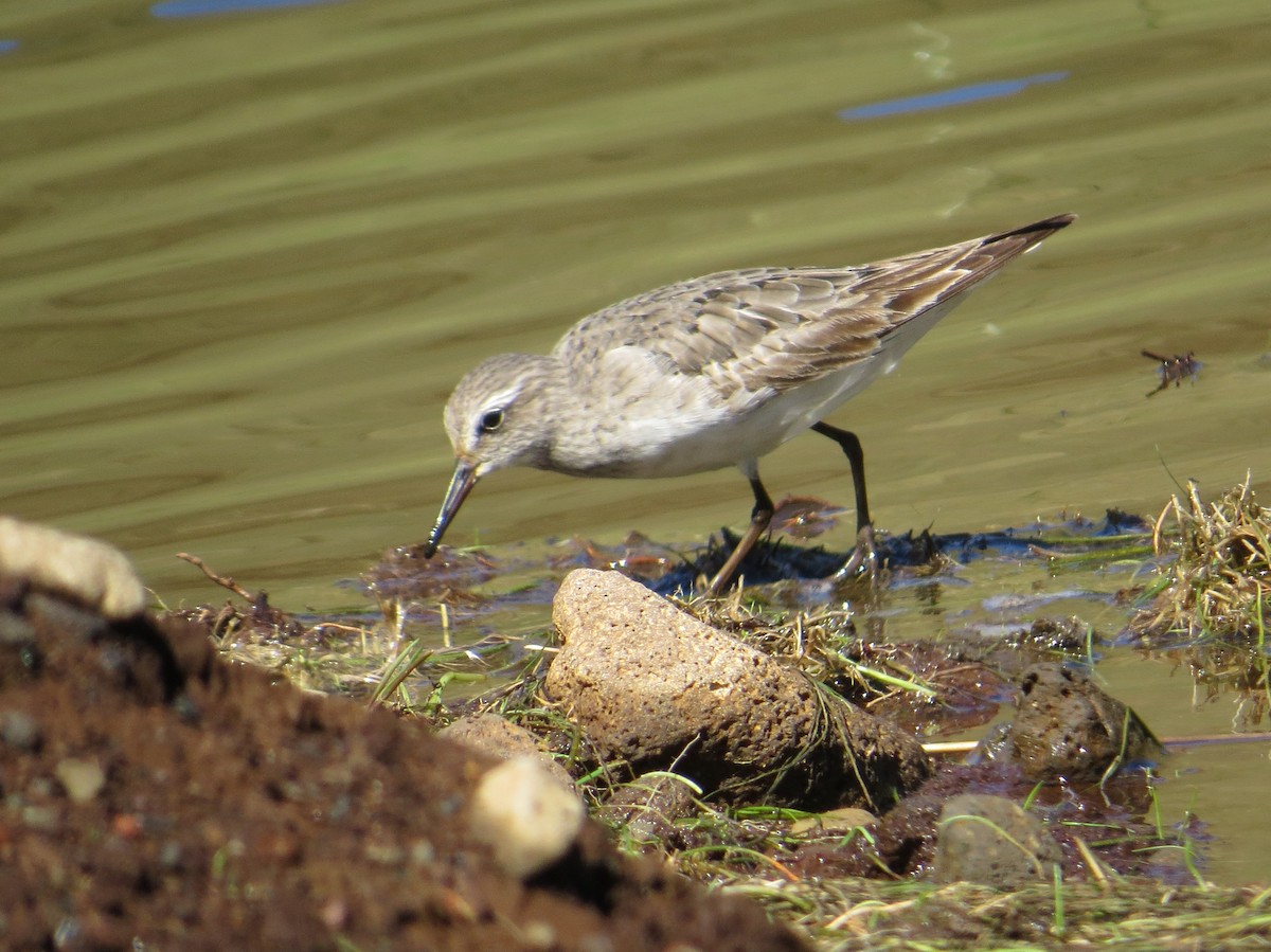 jespák tundrový - ML644667778