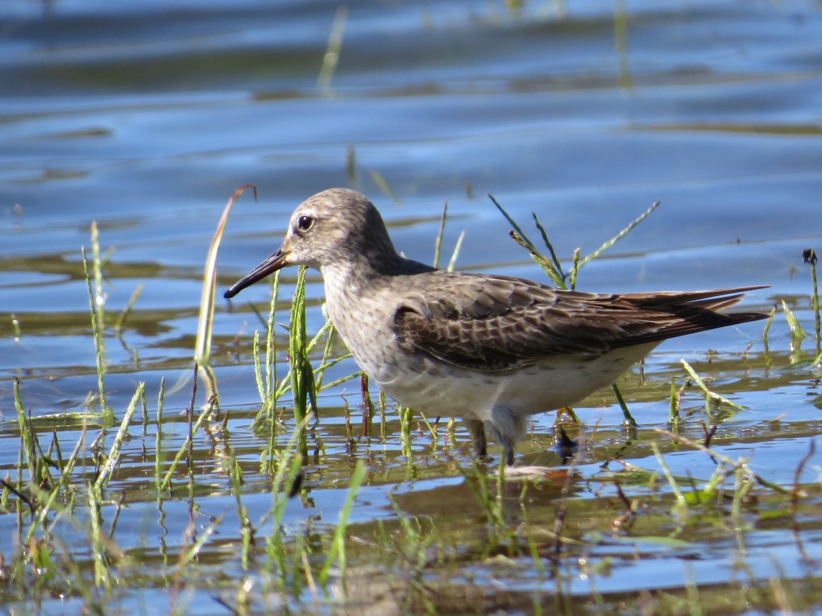 jespák tundrový - ML644667779