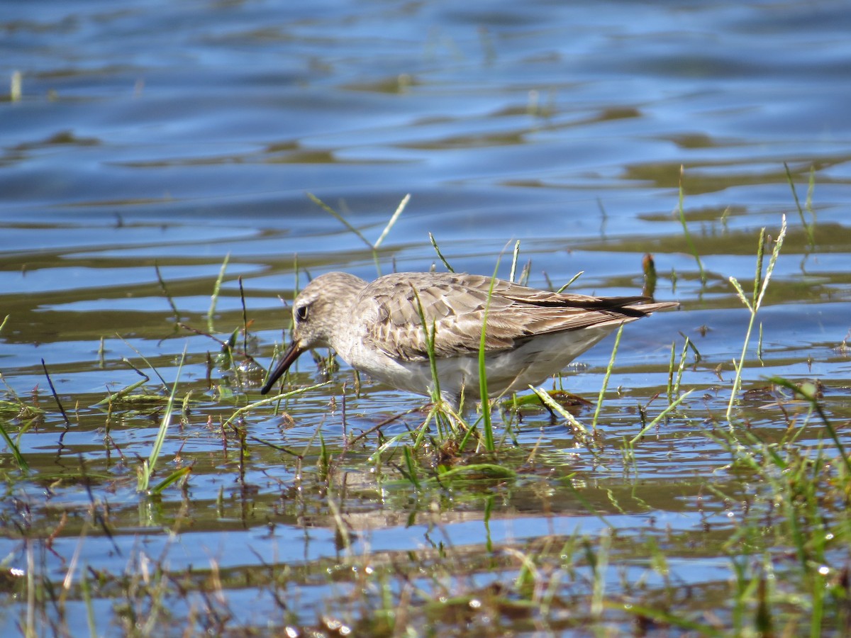 jespák tundrový - ML644667780