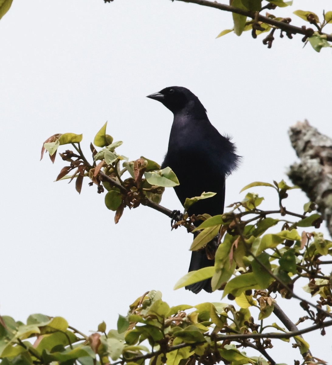 Shiny Cowbird - ML644667792