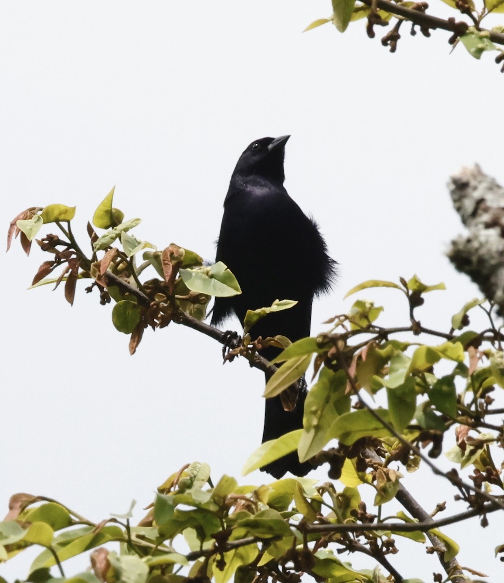 Shiny Cowbird - ML644667793