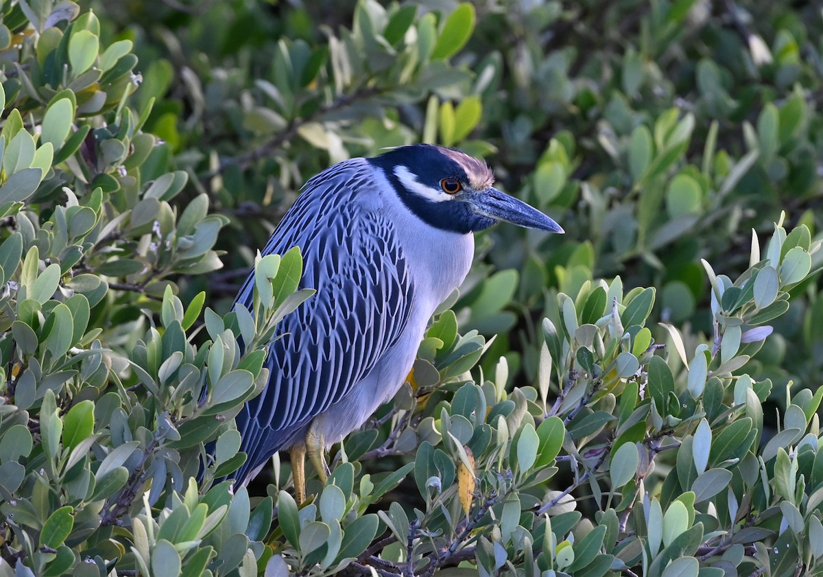אנפת לילה צהובת-כיפה - ML644667797