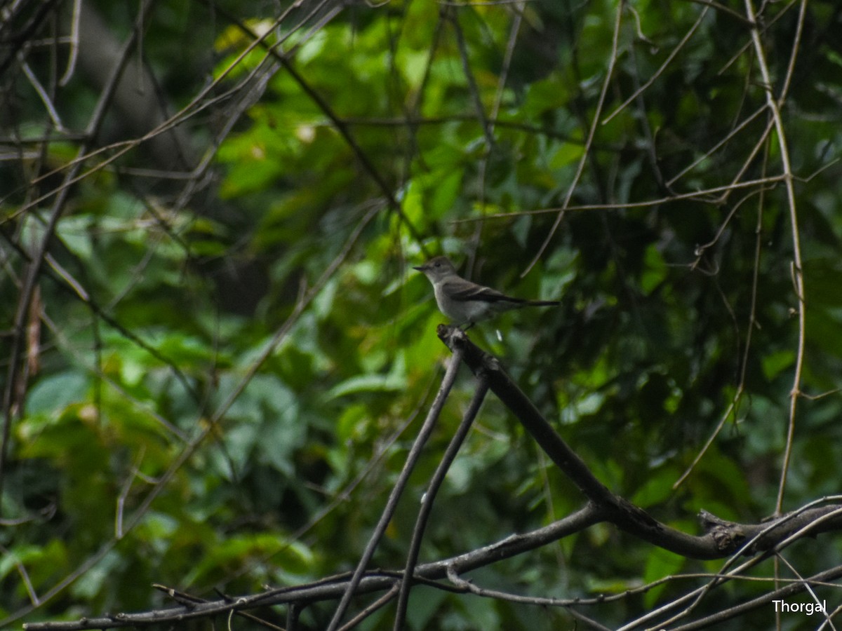 Pioui de l'Ouest - ML644667810