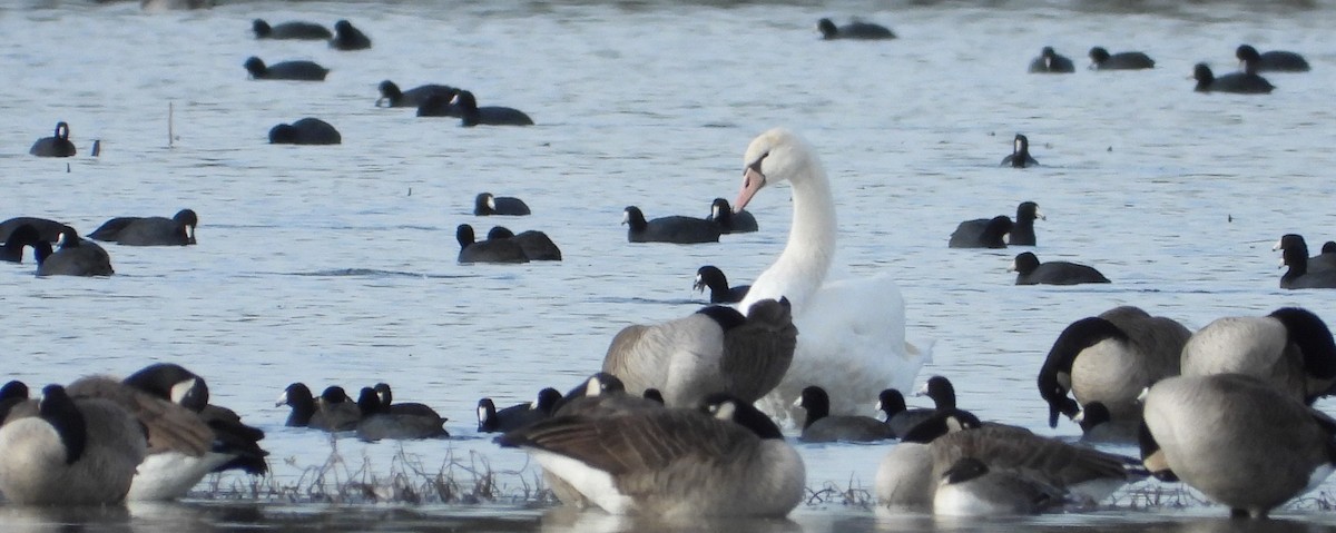 疣鼻天鵝 - ML644667814