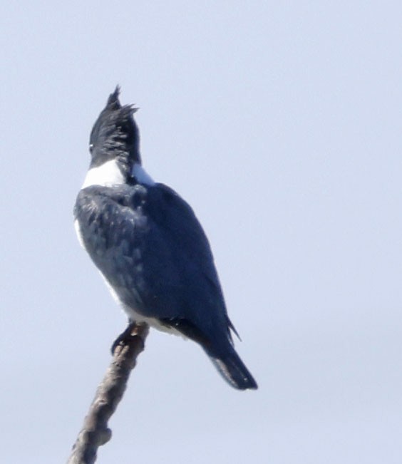 שלדג אמריקני - ML644667822